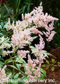 Astilbe x japonica 'Peach Blossom'